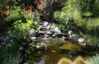 Natural-look-of-the-koi-pond-adds-to-the-beauty-of-the-landscape