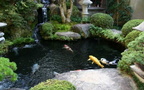 New-Koi-Fish-Pond-with-Japanese-Art-2012