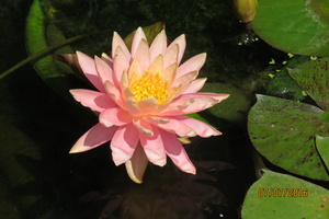 Nymphaea Sunny Pink