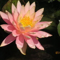 Nymphaea Sunny Pink