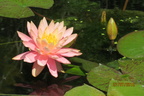 Nymphaea Sunny Pink