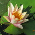 Nymphaea Little Sue