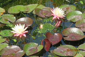 Nymphaea Greg Orange Beauty