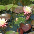 Nymphaea Greg Orange Beauty