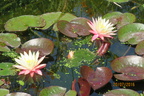 Nymphaea Greg Orange Beauty