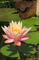 Nymphaea Colorado