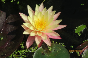 Nymphaea Greg Orange Beauty