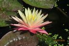 Nymphaea Greg Orange Beauty