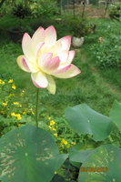 Nelumbo Pink and Yellow