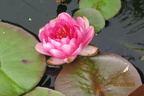 Nymphaea Siam Rose