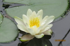 Nymphaea Candida