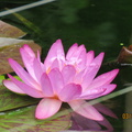 Nymphaea Siam Purple 2