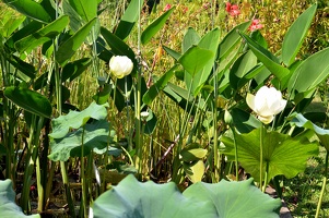 Fleurs de Lotus