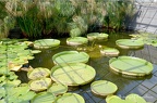 La serre, qui abrite le Victoria nÃ©nuphar gÃ©ant