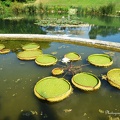 Lotus en bassin