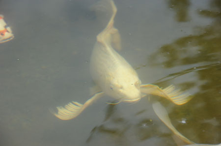 KOI_DSC_3266.jpg