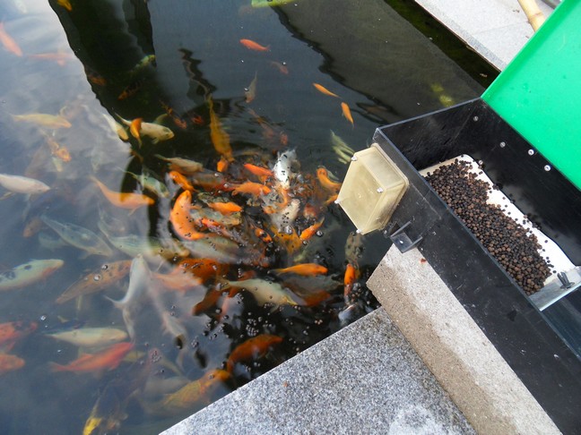 Grosse Carpe Koi