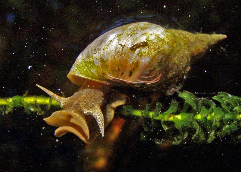 Fichier:Limnée dans un aquarium.jpg