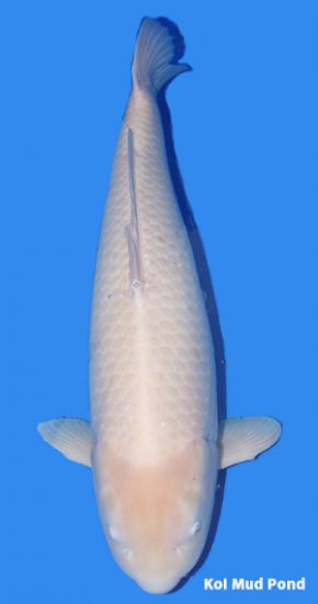 purachina