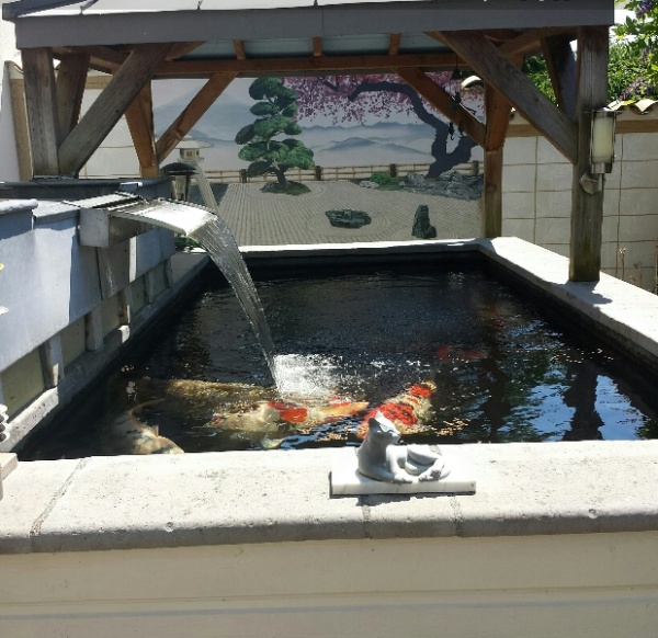 Introduire des poissons dans un bassin