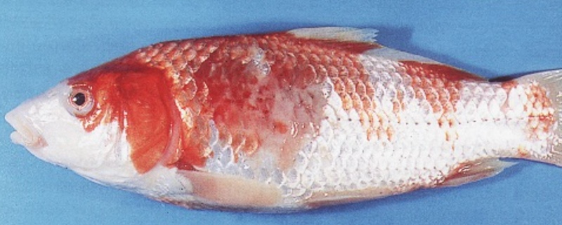 Fichier:Kc aeromonas.jpg