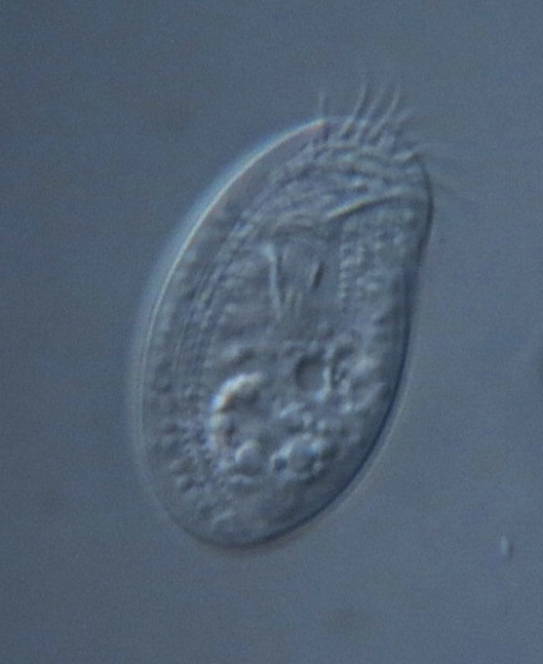 Fichier:Ml Chilodonella.jpg