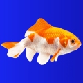 Avatar du membre