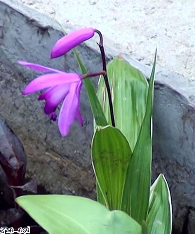 Guide des plantes de bassin — free download