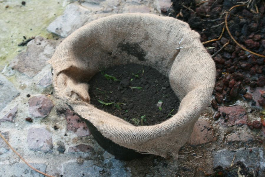 plantation nenuphar