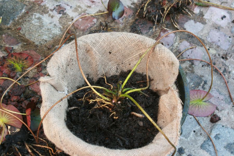 plantation nenuphar