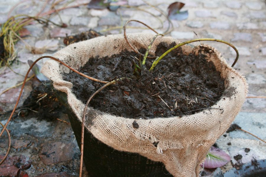 plantation nenuphar