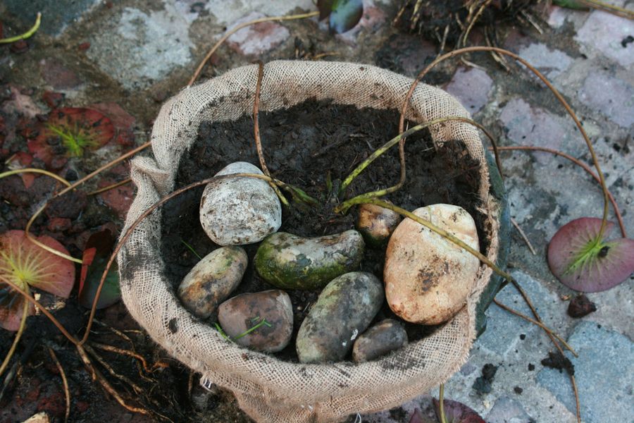 plantation nenuphar