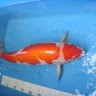 kohaku 4ans en oct2010, 55cm