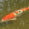 KOi DSC 3254