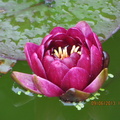 Nymphéa Black Princess