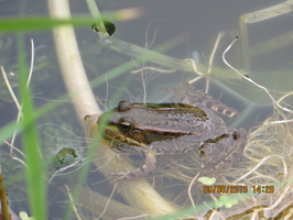 Grenouille verte