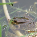 Grenouille verte