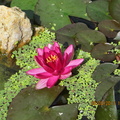 Nymphaea ‘Perry’s baby red’ 