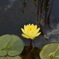 Nymphaea \'Yellow Sensation\' (Slocum, 1991)