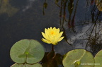 Nymphaea \'Yellow Sensation\' (Slocum, 1991)