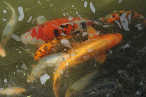 Koi_DSC_3336