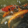 Koi_DSC_3336