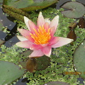 Nymphaea Little Sue (2)