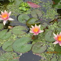 Nymphaea Little Sue (3)