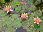 Nymphaea Little Sue (3)