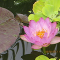 Nymphaea Siam Purple 1