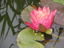 Nymphaea Wanvisa (3)