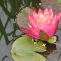 Nymphaea Wanvisa (3)