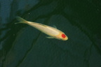 Tancho kohaku 17cm HOSOKAI