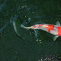Yondou Goshiki 17cm HOSOKAI